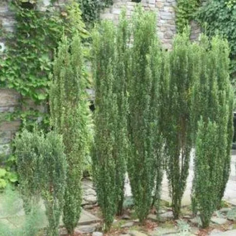 Buy Sky Pencil Japanese Holly for Sale Online
