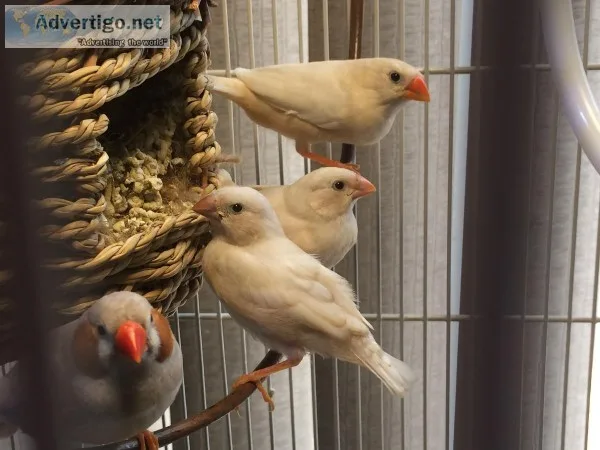 Color Mutation Zebra Finches