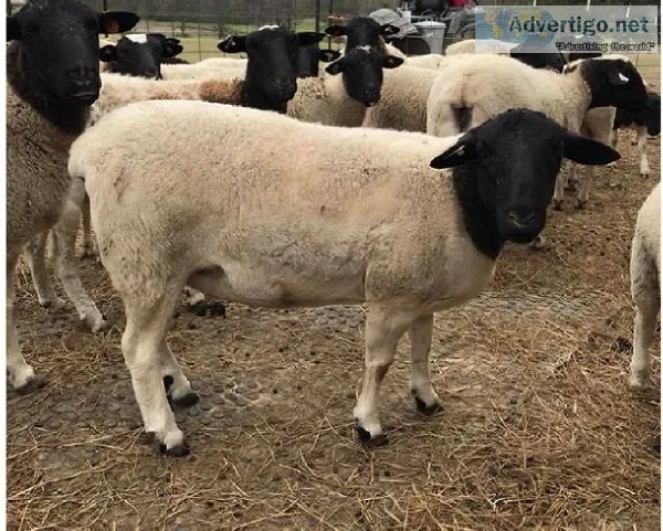 Lambs  Ewes and rams for sale