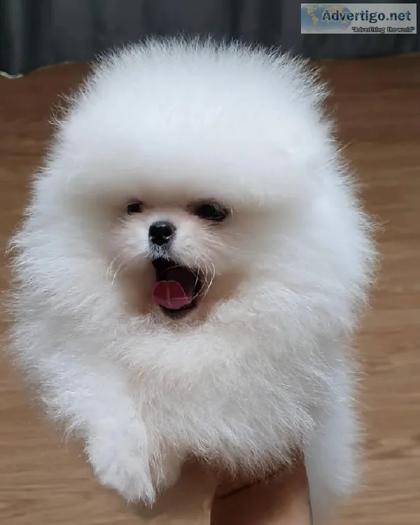 Top Quality Pomeranian Puppies Available