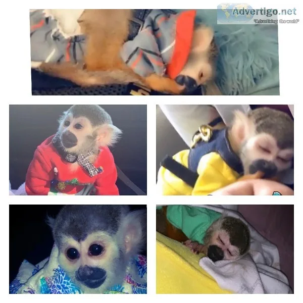 Squirrel Monkey