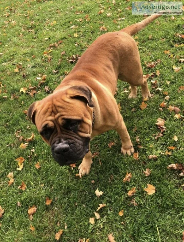 European Bullmastiff