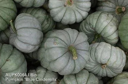 Shop for Blue Cinderella Pumpkin Online