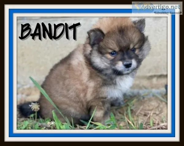 Bandit Male ACA Pomeranian