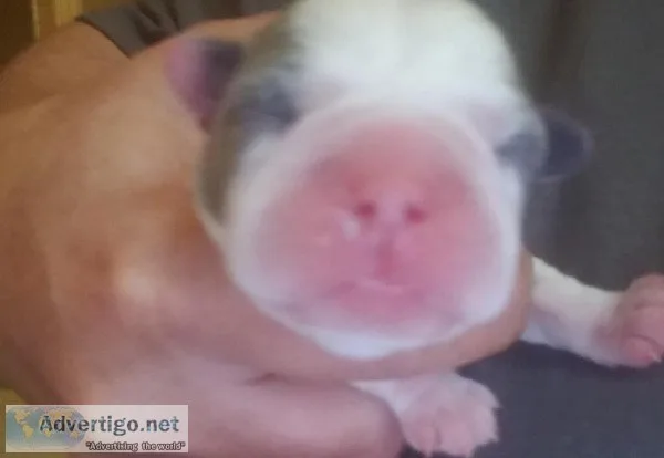BEAUTIFUL BLUE BOSTON TERRIER PUPPIES