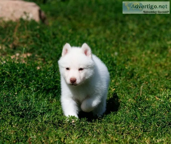 Husky puppy
