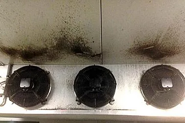 Commercial Coolroom Cleaning