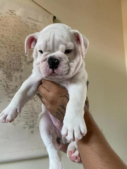 English Bulldogs