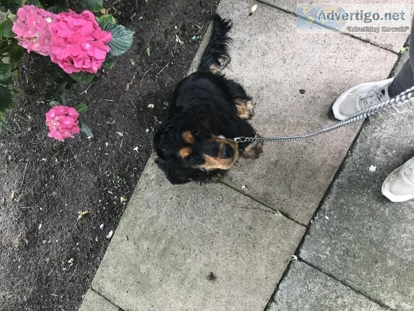 Black and Tan cocker spaniel puppy