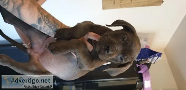 Miniature Cane corso Puppies Available