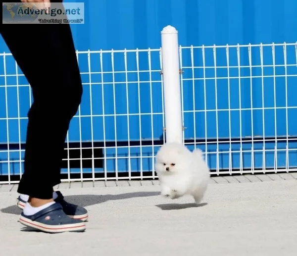 Beautiful Purebred Pomeranian Puppies