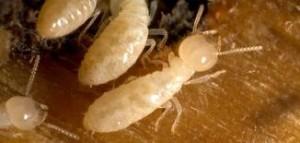 Termite Removal North Reading  Termite Control Middleton