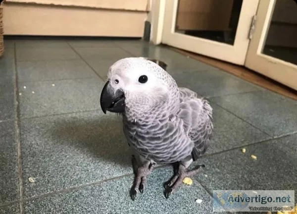 African grey parrot