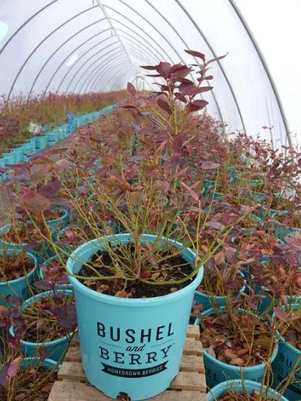Buy Peach Sorbet&reg Blueberry Plant -  2 Gallon Pot
