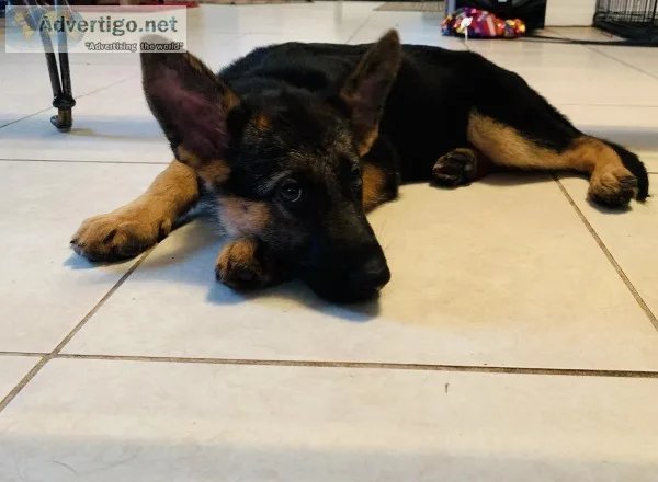 Akc German Shephard puppy 3 month old