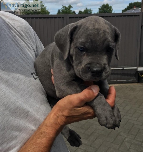 Cane corso puppies available