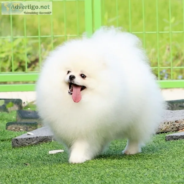 Teacup Pomeranian Available