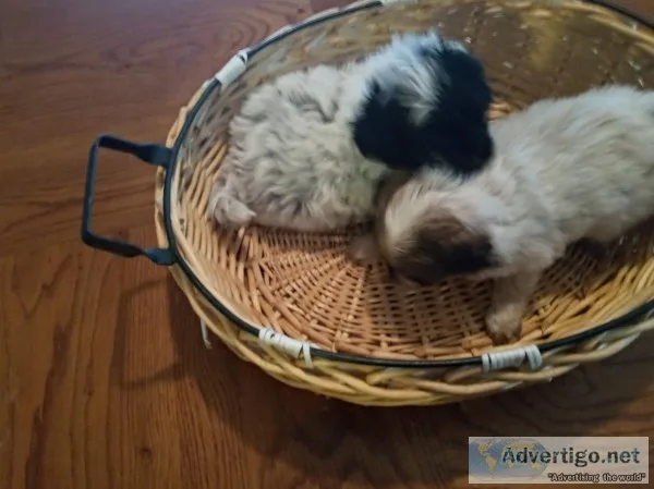 Shih tzu puppies