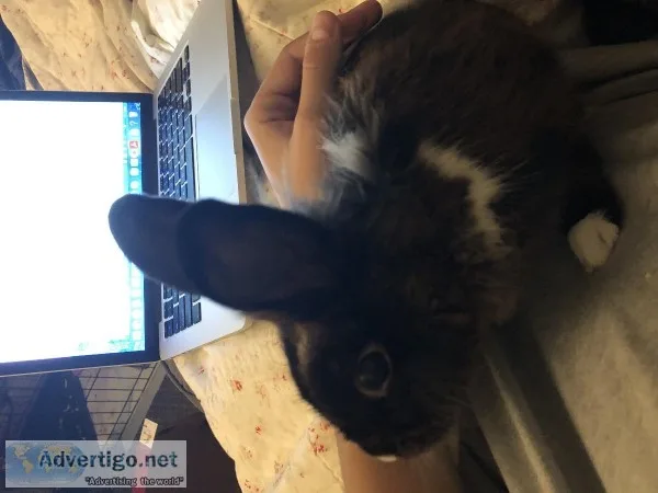 FOR SALE male rabbit