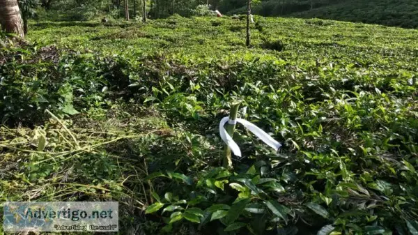 40 cents agriculture land for sale in ketti palada ooty