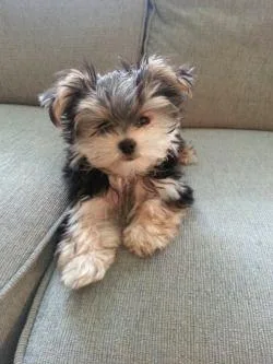 Male Yorkie 13 Weeks Old