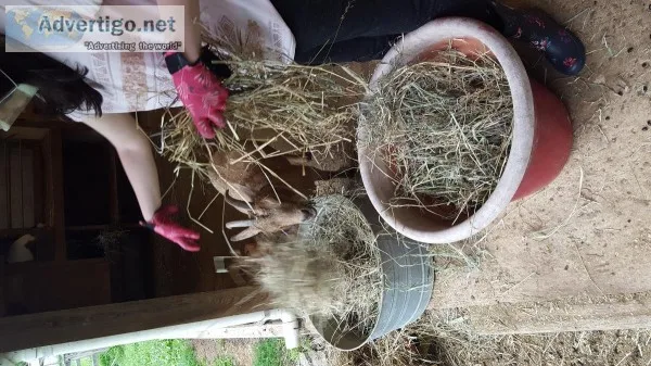 Need pallets and scrap wood for winter animal shelters
