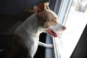 Pet Vet Services in Newburgh NY