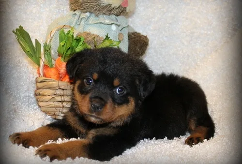 Rottweiler puppies