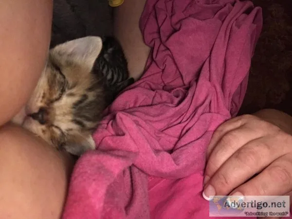 Free kittens