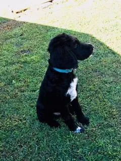 My dog for sale