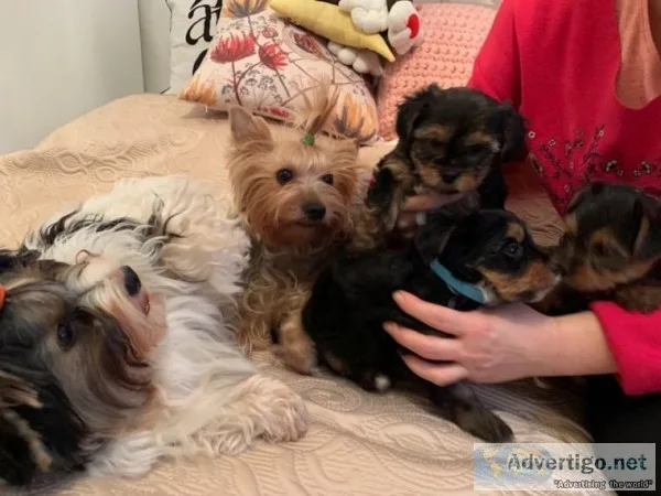 Yorkie  Pugs