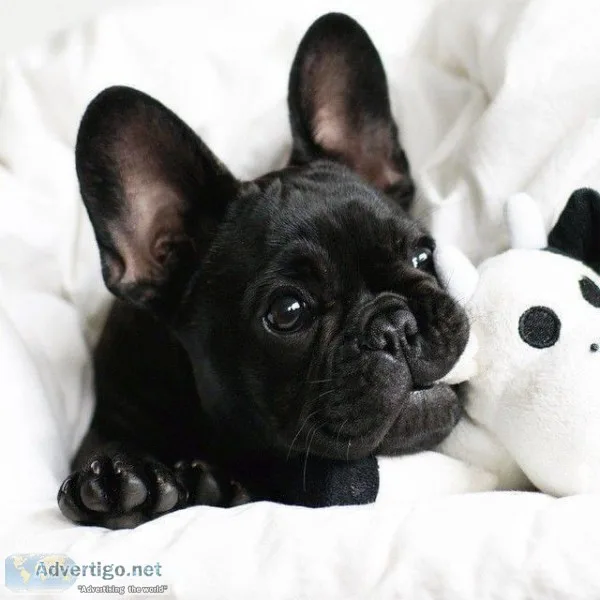 Puppy Pet Shop in Delhi Ncr