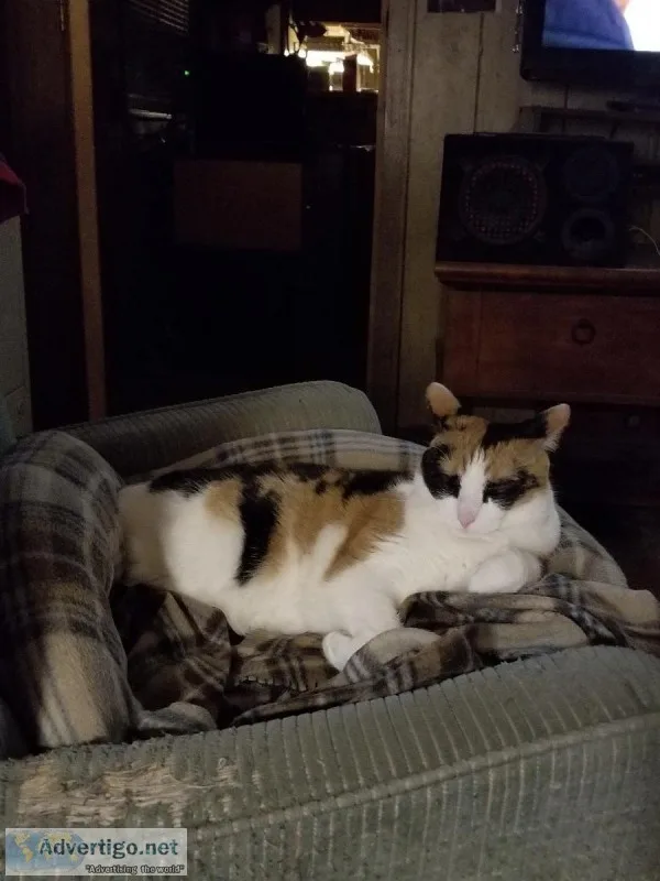 calico cat.