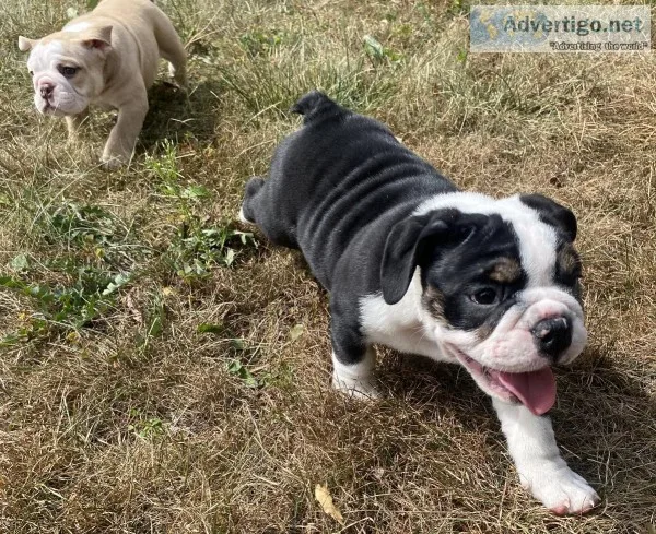 AKC English Bulldogs