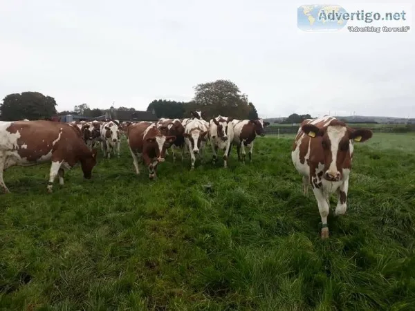 Ayrshires Heifers for your herd