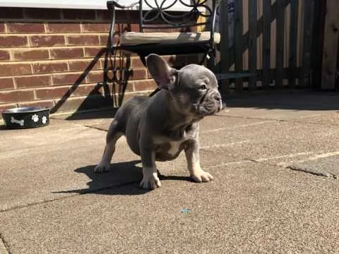 Home french bulldog puppies ready now