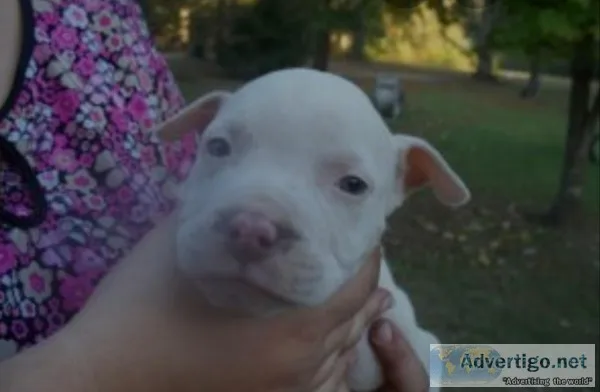 Free pitbullpuppies