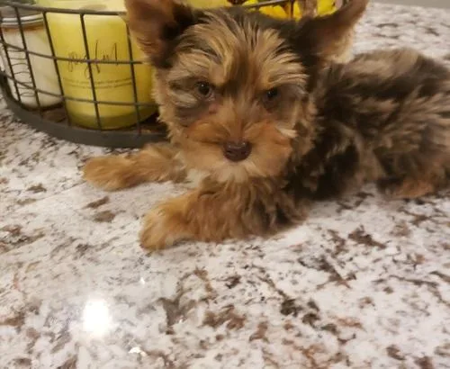 Charming Yorkshire Terrier