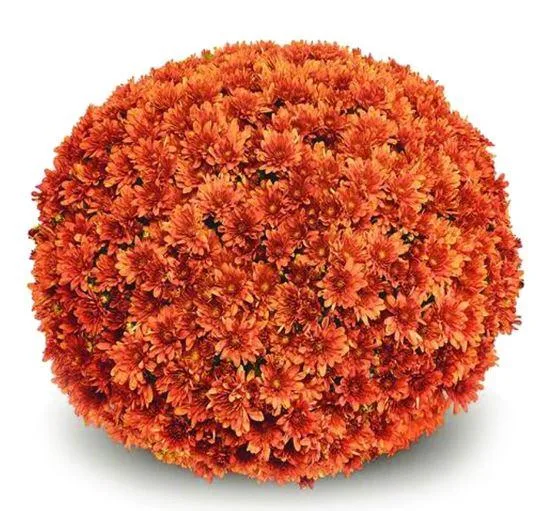 Shop Aduro Orange Garden Mum - 9&quot Pot Online
