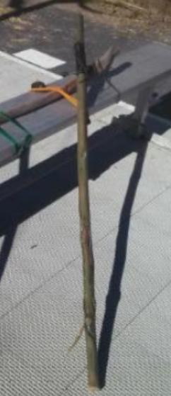 HikingWalking Stick