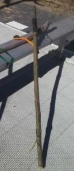 HikingWalking Stick