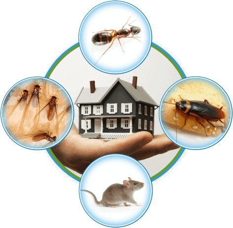 Rat control services surrey  Top Line Pest Control Service