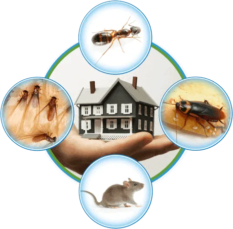 Rat control services surrey  Top Line Pest Control Service