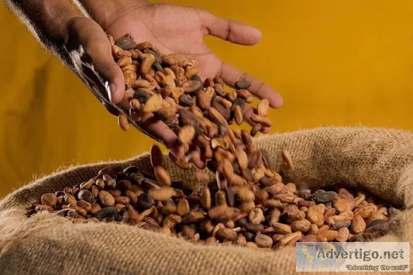 Cocoa&nbspseed&nbsp P.E.