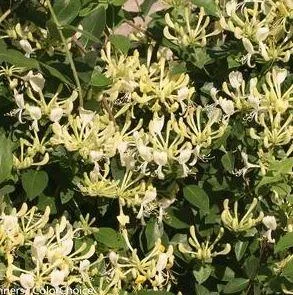 Buy Lonicera Scentsation Honeysuckle - 2 Gallon Pot