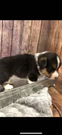 Welsh Pembroke Corgis puppies