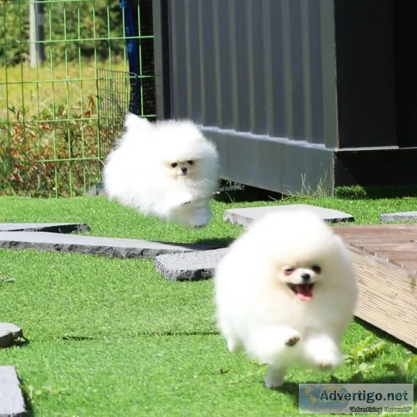 Home Trained Pomeranian Puppies