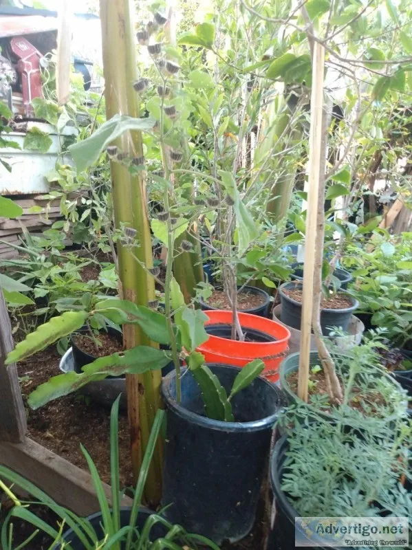 fruit trees and plants