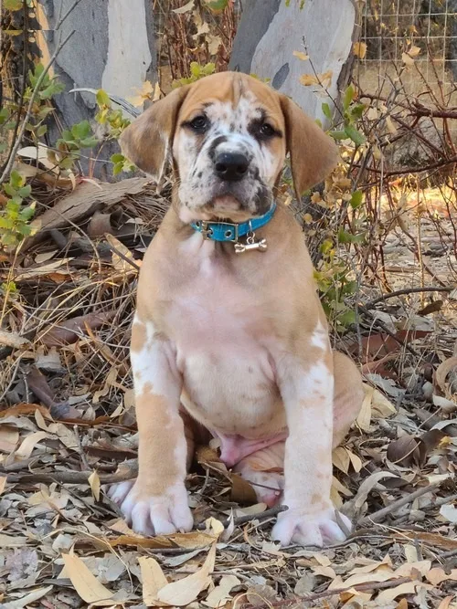 Great dane harlequin puppy