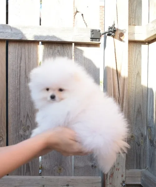 Super teacup poms pups